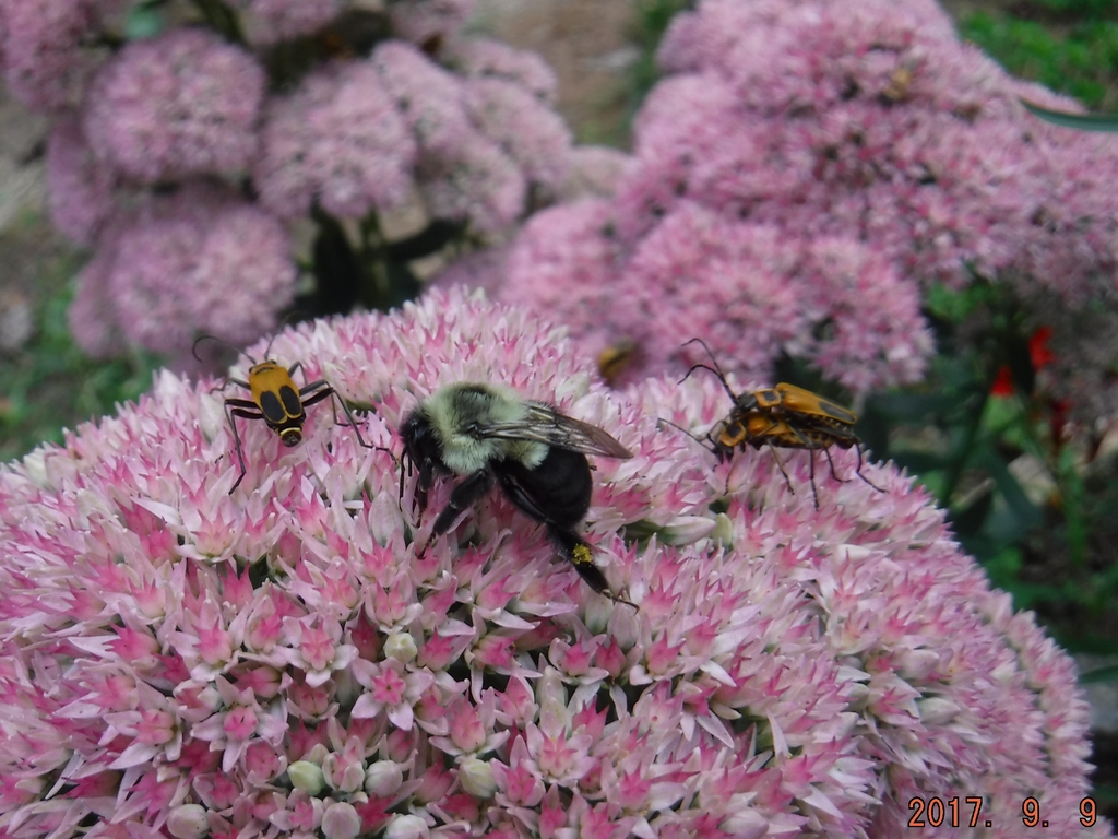 Autumn Joy Sedum - Bee & Margined Leatherwing